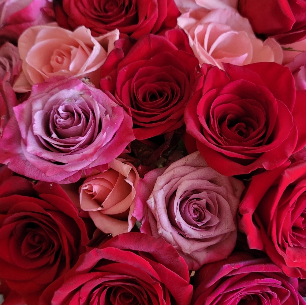 Meet your Posher, Judy